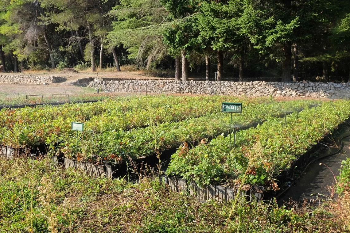 Ai Georgofili, giornata studio sul futuro della Vivaistica Forestale