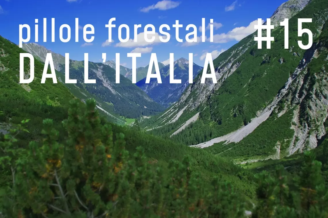 Pillole forestali dall’Italia #15 - Il nuovo inventario e altre notizie di marzo