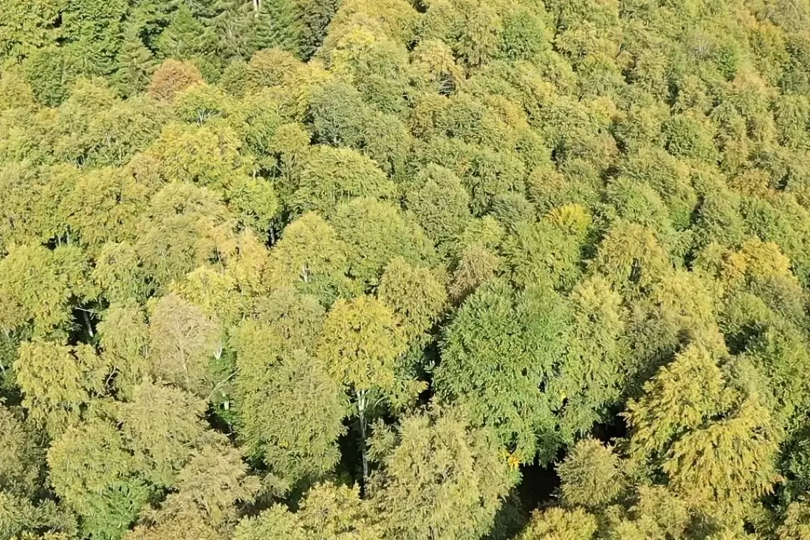 L’Italia avrà un Registro nazionale dei crediti di carbonio