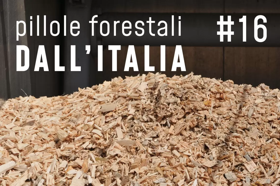 Pillole forestali dall’Italia #16 - un’occasione per riflettere sulle biomasse e altre notizie di aprile