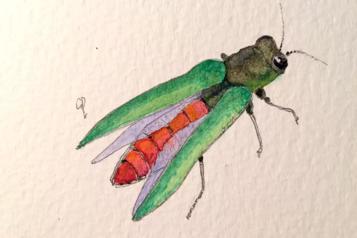 Agrilus planipennis. Minatore smeraldino del frassino