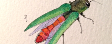 Agrilus planipennis. Minatore smeraldino del frassino