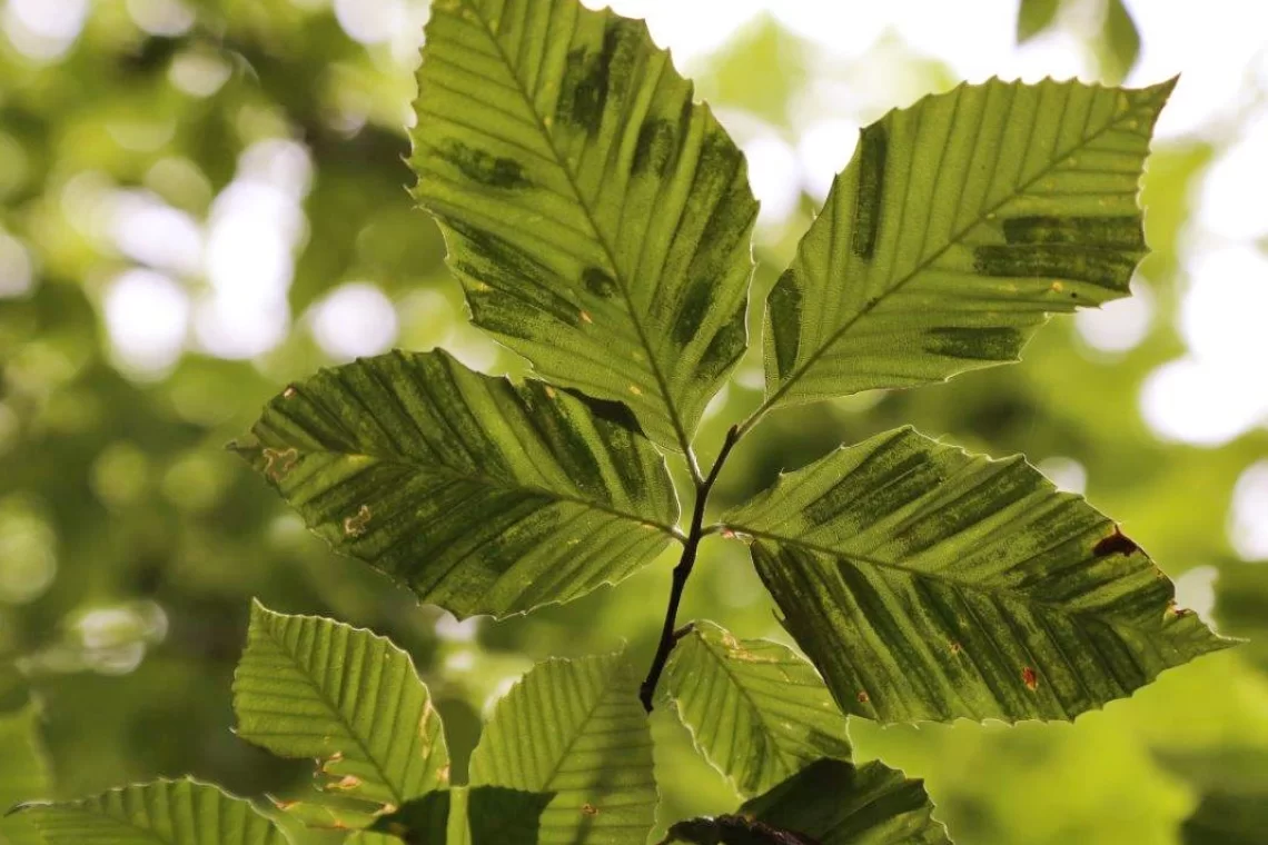 Beech leaf disease. Malattia delle foglie del faggio