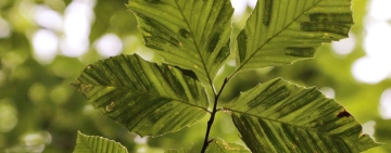 Beech leaf disease. Malattia delle foglie del faggio
