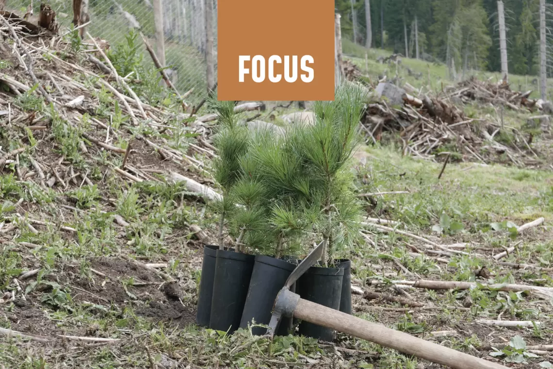 Sherwood #264 - Vivaistica forestale