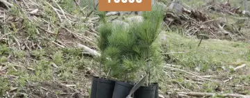 Vivaistica forestale: servono soluzioni convergenti