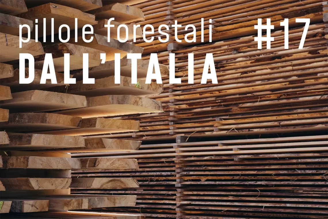 Pillole forestali dall’Italia #17 - Strategie per il futuro del legno e altre notizie di aprile
