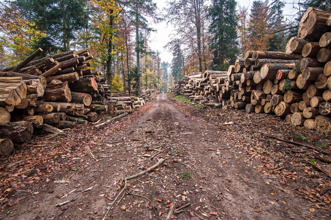 Un questionario di EFI dedicato alle imprese forestali