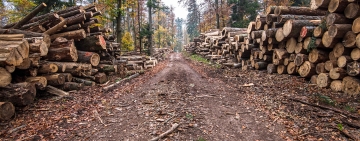 Un questionario di EFI dedicato alle imprese forestali