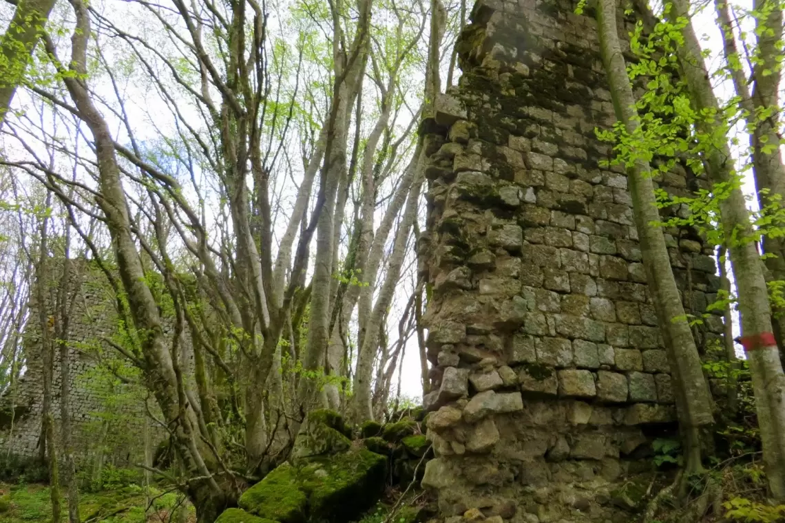 Faggete a basse quote: come hanno influito clima e attività antropiche sulla loro attuale distribuzione?