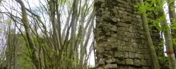 Faggete a basse quote: come hanno influito clima e attività antropiche sulla loro attuale distribuzione?