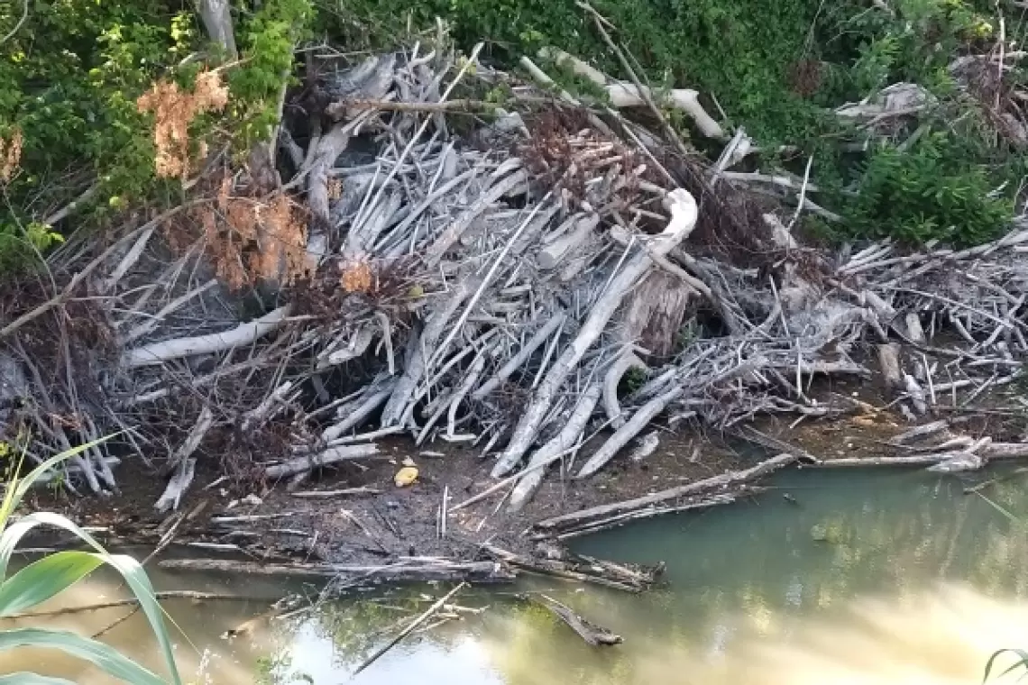 Un bando Masaf finanzia la raccolta di legname accumulato a seguito di eventi atmosferici