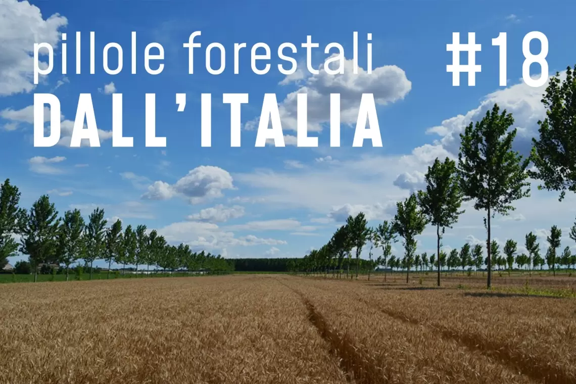 Pillole forestali dall’Italia #18 - Utopie agroforestali e altre notizie di maggio