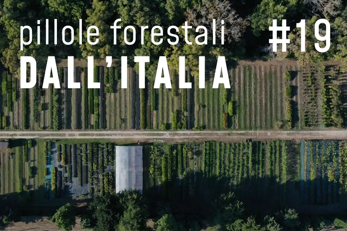 Pillole forestali dall’Italia #19 - Alla ricerca di aree per piantare e altre notizie di maggio