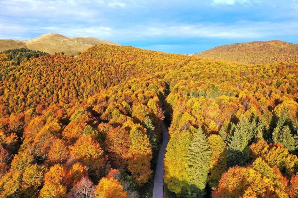 "La strada del Bosco": si parla di foreste sul nuovo portale del CAI