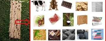 Il regolamento EUDR e i nuovi obblighi delle imprese