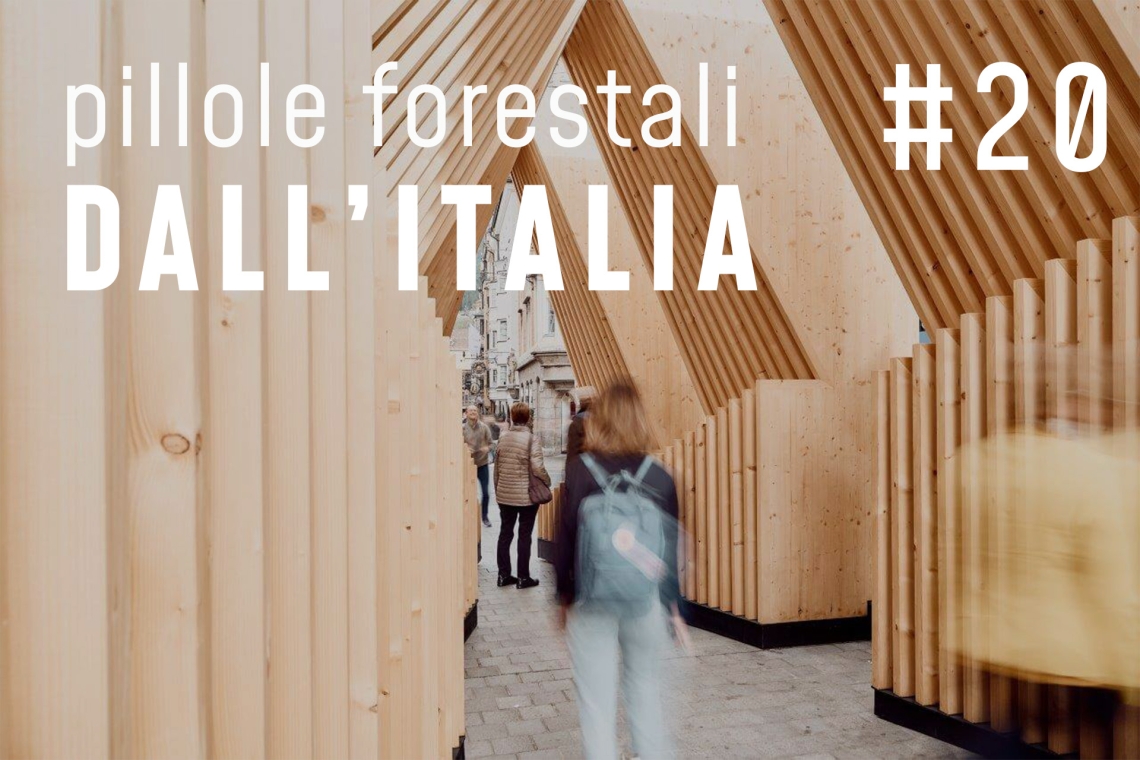 Pillole forestali dall’Italia #20 - Legno "Made in Italy" e altre notizie di giugno