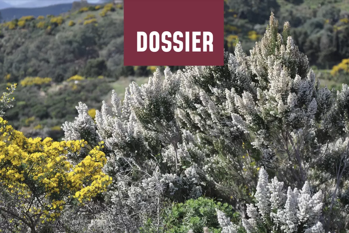 Sherwood 265 - LIFE GRANATHA