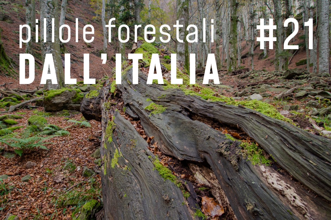 Pillole forestali dall’Italia #21 - Boschi vetusti, alberi monumentali e altre notizie di giugno