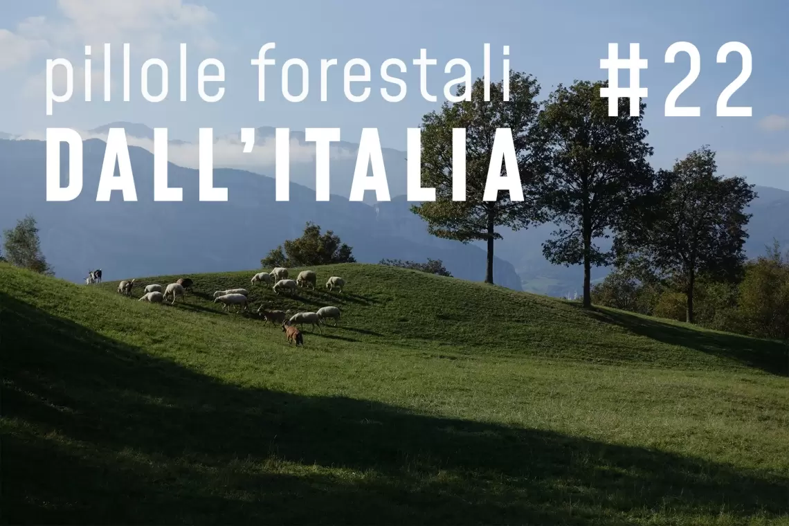 Pillole forestali dall’Italia #22 - Scelte di governance e altre notizie di luglio
