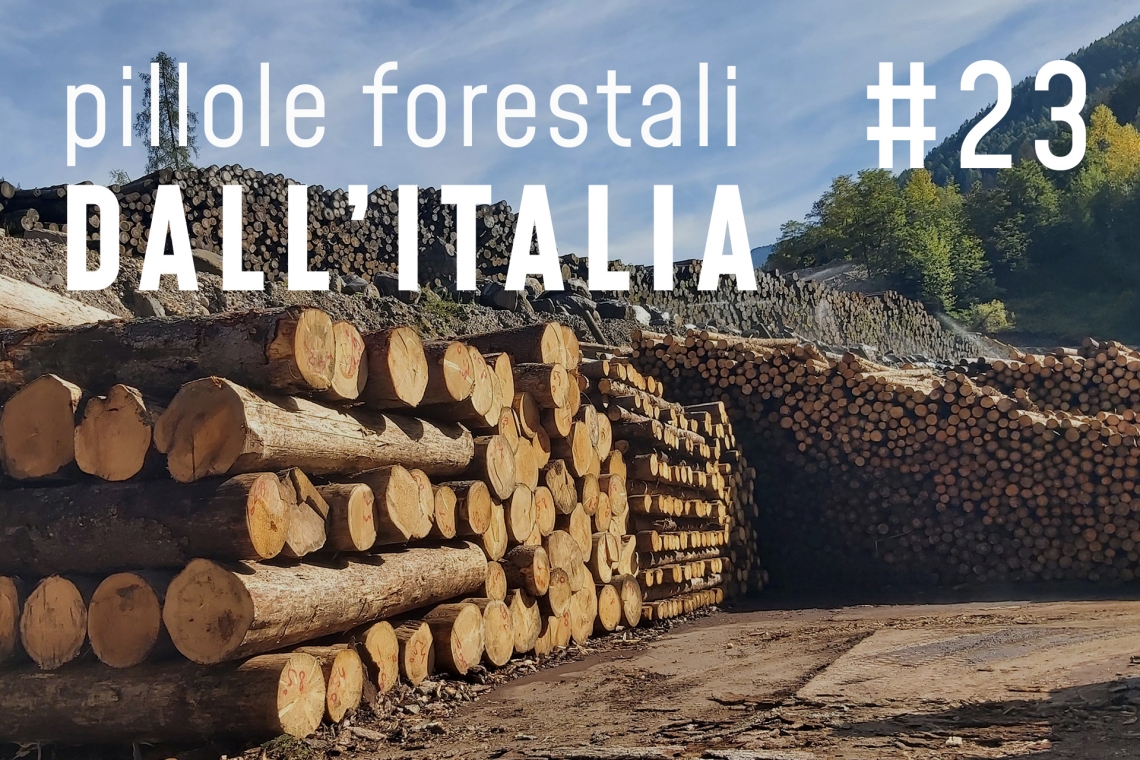 Pillole forestali dall’Italia #23 - Una spinta al legno locale e altre notizie di luglio