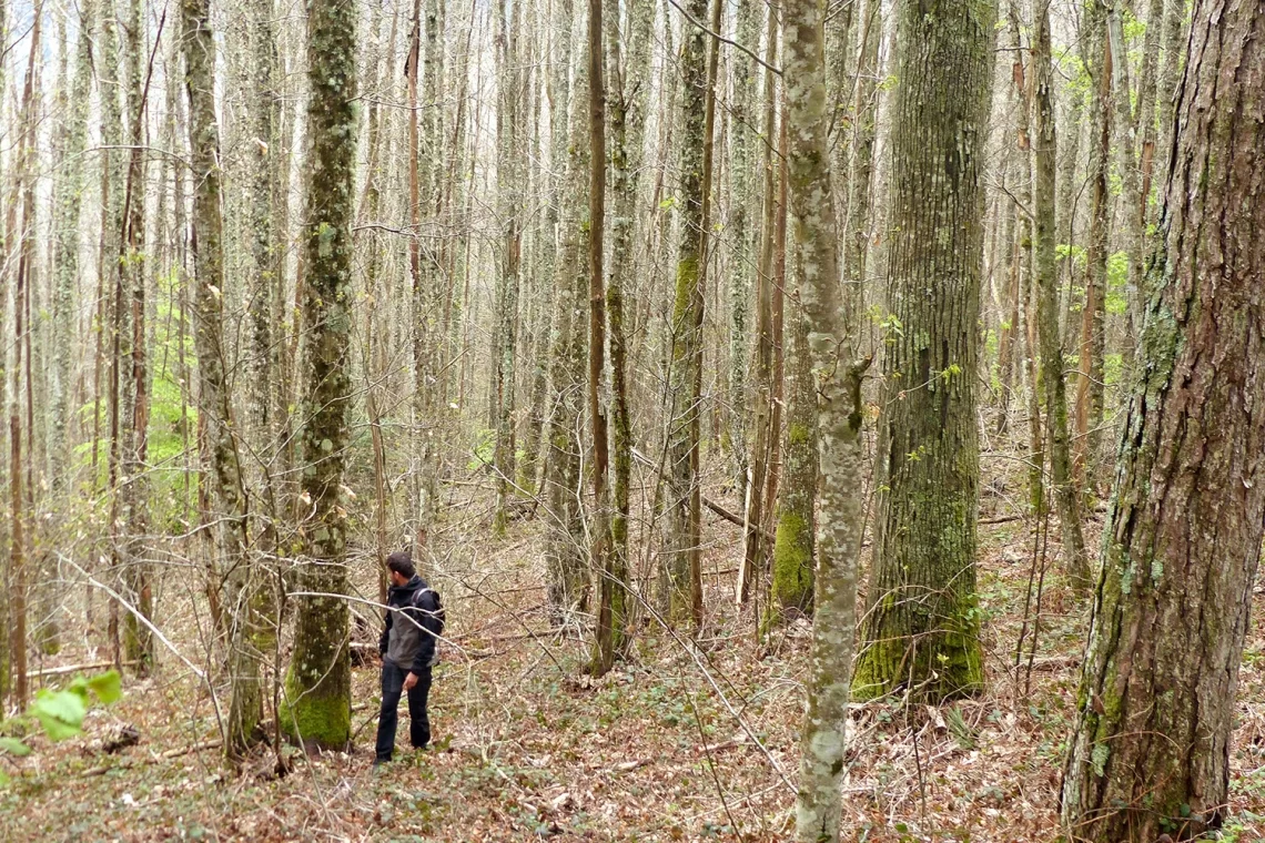 Patologie e disturbi in relazione alla densità dei popolamenti forestali
