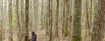 Patologie e disturbi in relazione alla densità dei popolamenti forestali