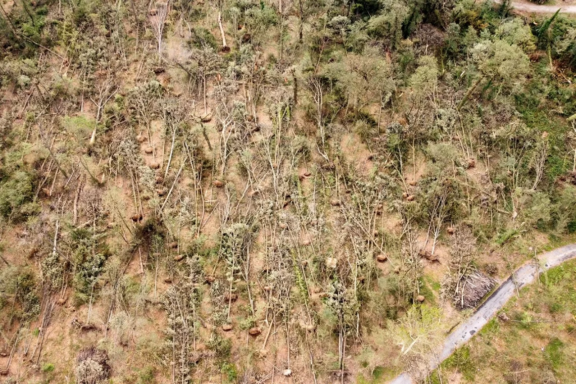 Parco di Monza: prime considerazioni su selvicoltura e patologie dei soprassuoli colpiti da eventi meteorici eccezionali