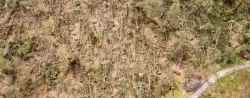 Parco di Monza: prime considerazioni su selvicoltura e patologie dei soprassuoli colpiti da eventi meteorici eccezionali