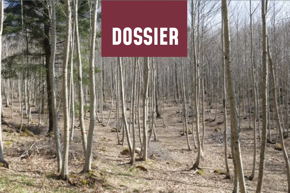 Sherwood 266 - Castanicoltura da legno