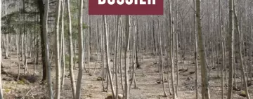 Castanicoltura da legno: stato dell’arte e criticità