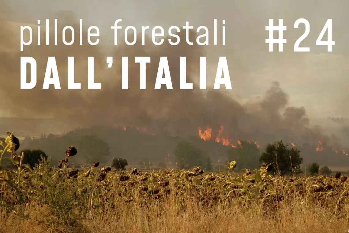 Pillole forestali dall’Italia #24 - Disturbi naturali e altre notizie di settembre