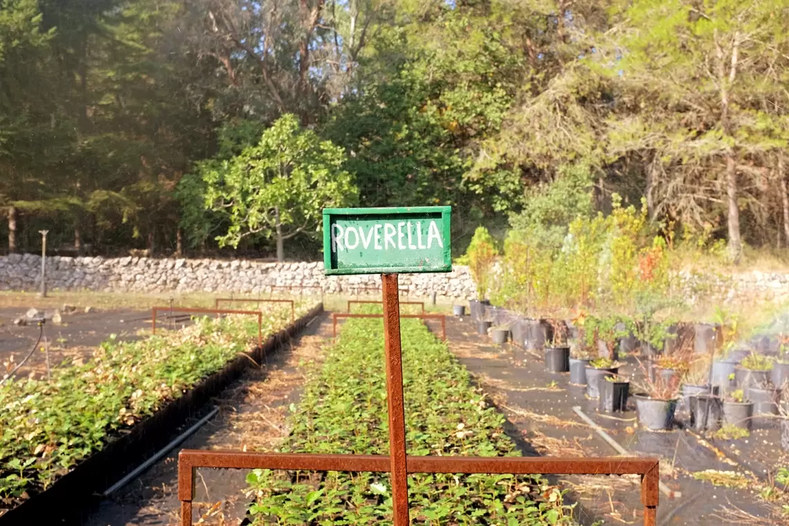 OptFORESTS, prendi parte alla ricerca sui vivai forestali!