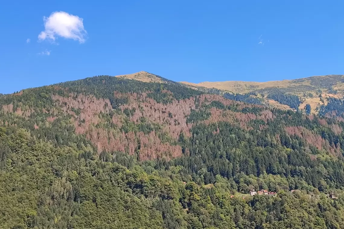 Un sistema satellitare di “allerta precoce” per i boschi infestati da bostrico