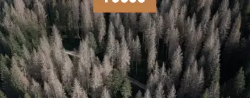 Dopo Vaia e bostrico: costruiamo oggi i boschi di domani