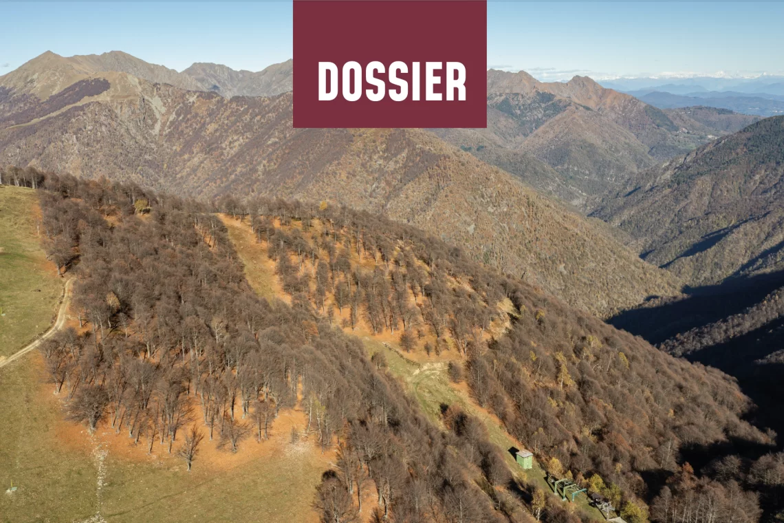 Sherwood 267 - Innovazione in selvicoltura