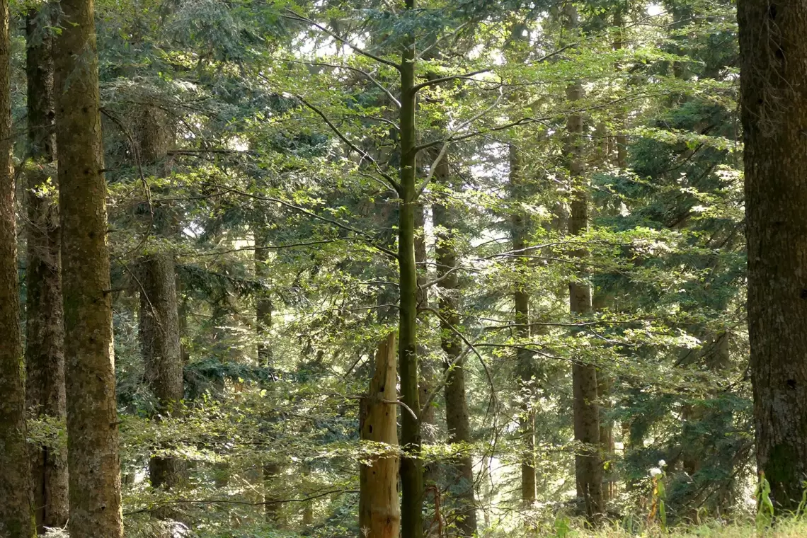 Perché Stihl promuove la Gestione Forestale Sostenibile?