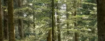 Perché Stihl promuove la Gestione Forestale Sostenibile?