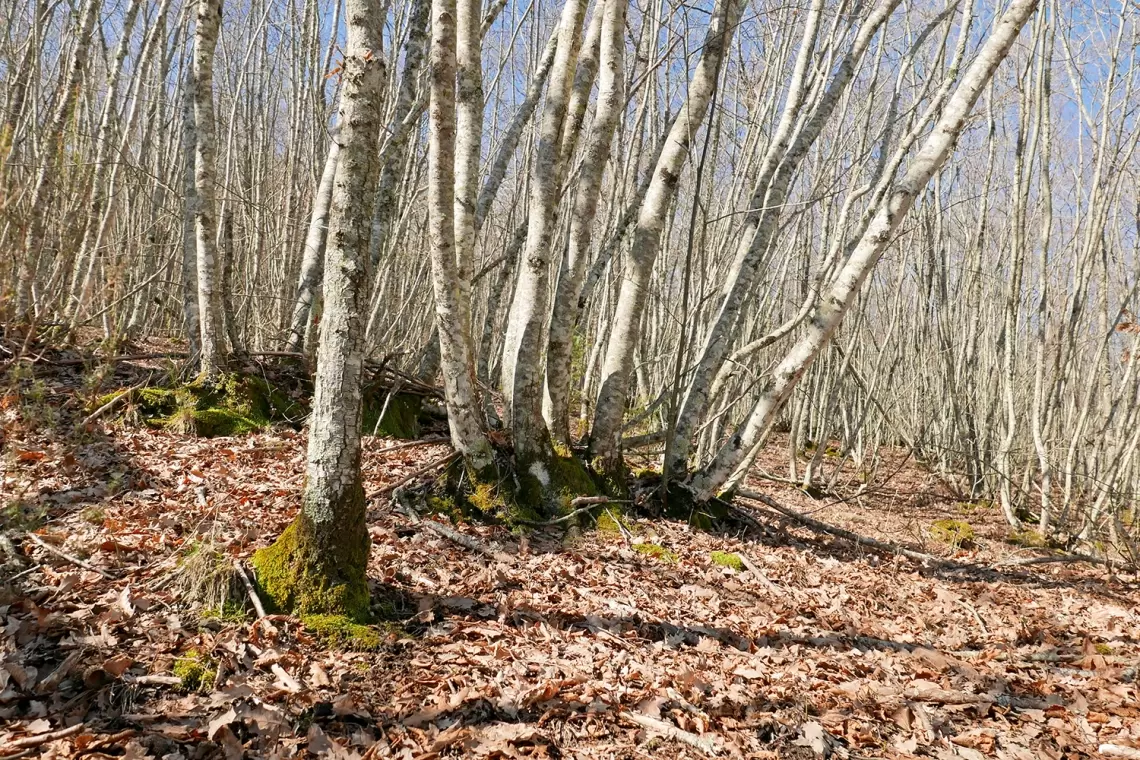 Bilancio positivo dei controlli nei cantieri forestali