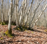 Bilancio positivo dei controlli nei cantieri forestali