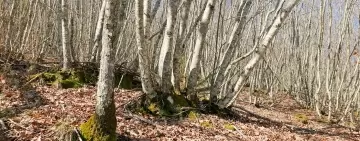 Bilancio positivo dei controlli nei cantieri forestali