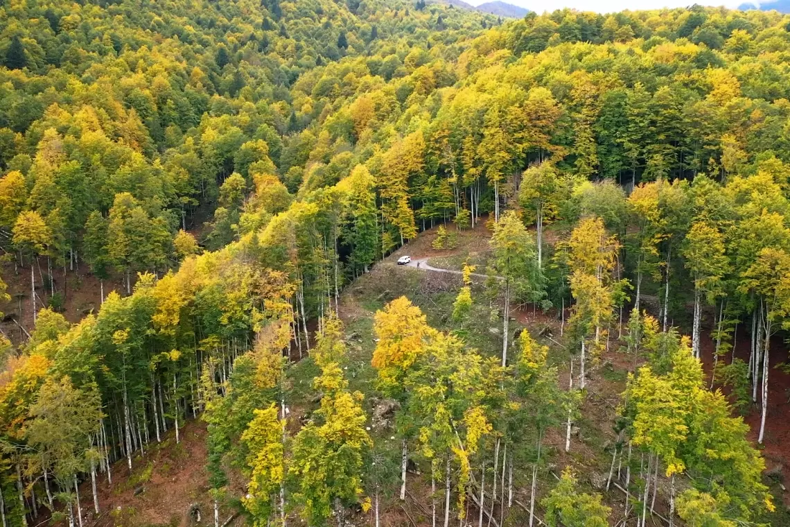 Gestione forestale collaborativa: il video del progetto NETFo