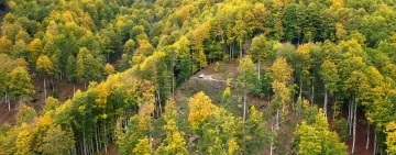 Gestione forestale collaborativa: il video del progetto NETFo