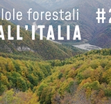 Pillole forestali dall’Italia #28 - Competenze specifiche e altre notizie di novembre
