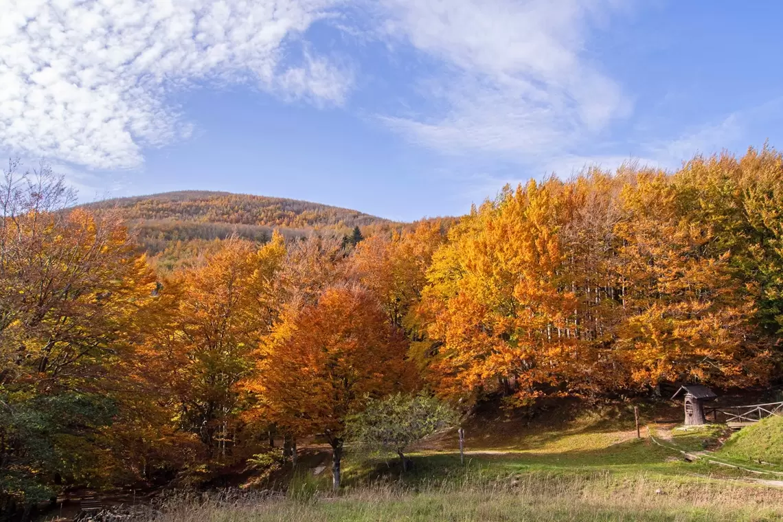 Adattare la gestione delle faggete alla crisi climatica - Convegno conclusivo AForClimate