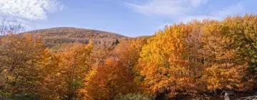 Adattare la gestione delle faggete alla crisi climatica - Convegno conclusivo AForClimate