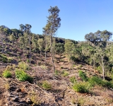 Riapertura iscrizioni per le ditte boschive della Sardegna all’Albo Regionale
