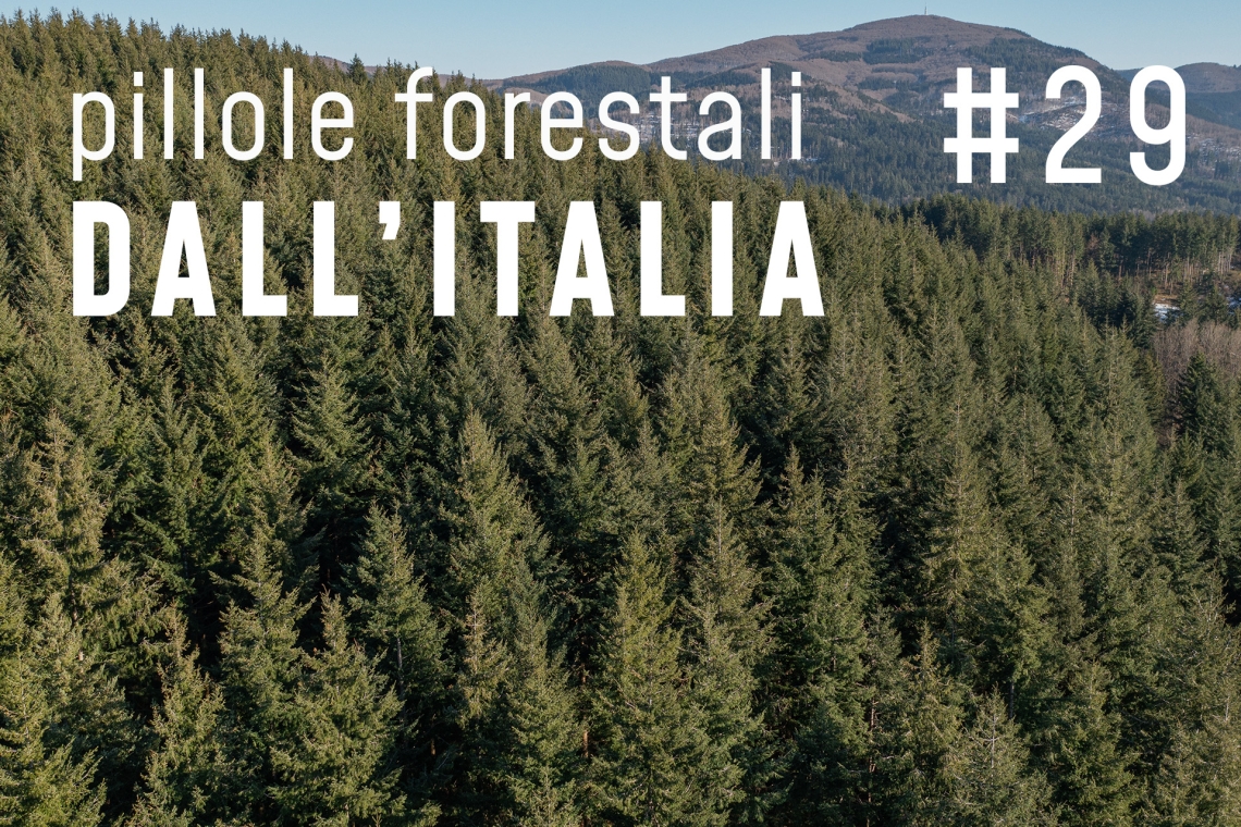 Pillole forestali dall’Italia #29 - Opportunità di filiera e altre notizie di novembre
