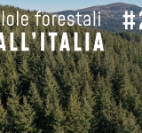 Pillole forestali dall’Italia #29 - Opportunità di filiera e altre notizie di novembre