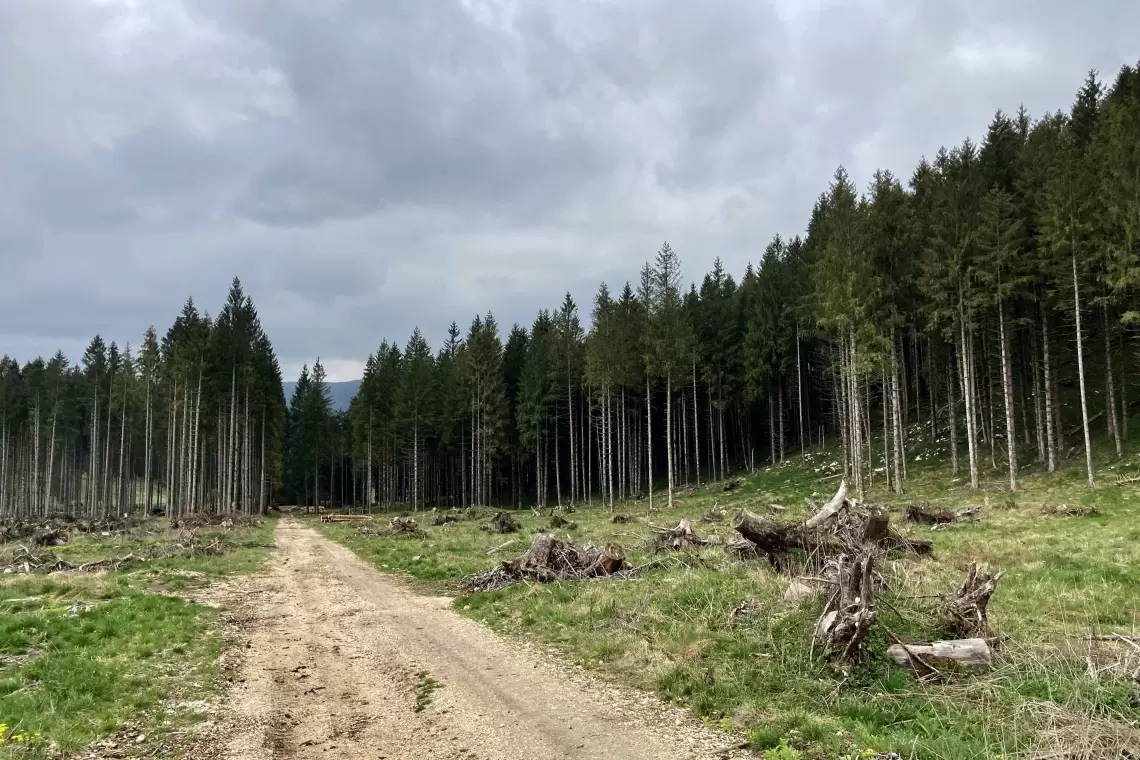 Etica e gestione attiva delle foreste